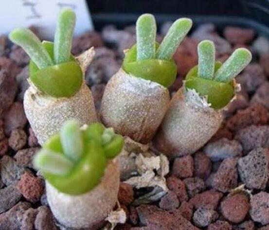 碧光環(huán)多肉有毒嗎，無(wú)毒/株型優(yōu)雅、美觀可愛(ài)