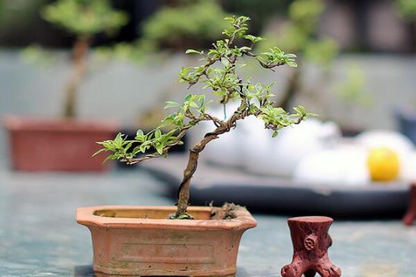 六月雪夏天怎么養(yǎng)，六月雪夏季養(yǎng)殖5大要點(diǎn)