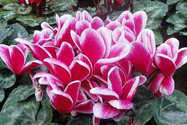 仙客來(lái)的養(yǎng)殖方法和注意事項(xiàng)