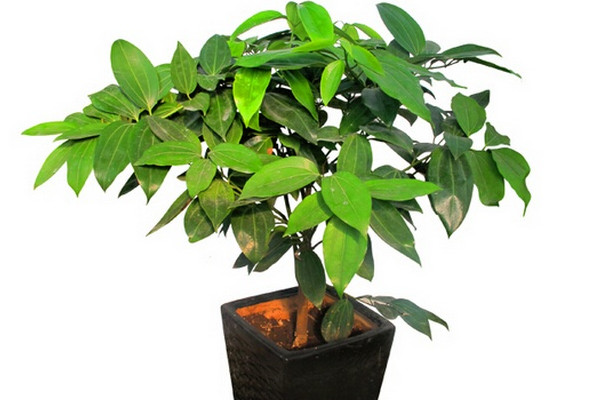 平安樹葉子干枯是怎么回事，環(huán)境變化過大要養(yǎng)護(hù)一段時(shí)間