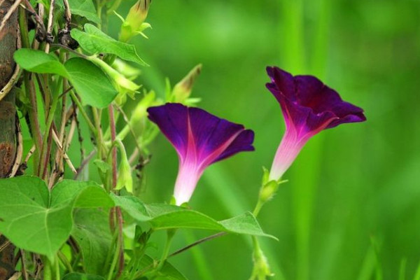 牽?；ㄩL太高怎么辦