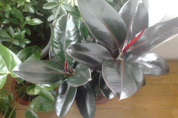 橡皮樹的修剪方法圖解，橡皮樹的四種修剪方法