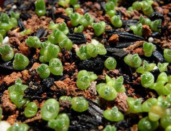 碧光環(huán)用什么土種，透氣透水土壤是必要種植條件