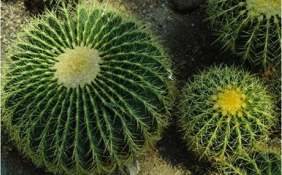 仙人球防輻射嗎，不能/只能防太陽紫外線(光學(xué)輻射)