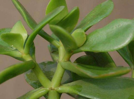 景天樹(shù)和玉樹(shù)的區(qū)別，教你兩種最容易分辨方法(葉型與花型)