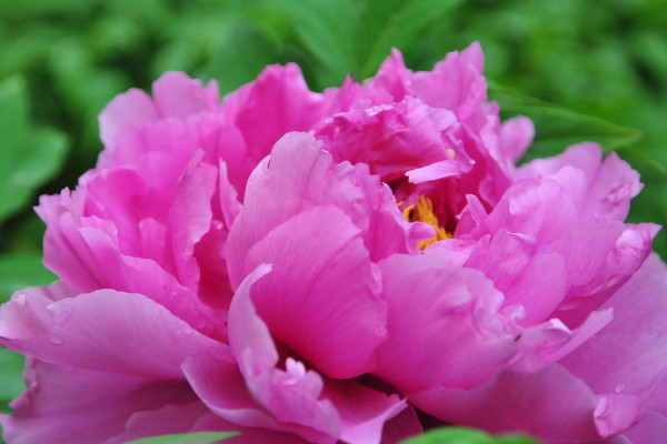 牡丹的花語(yǔ)