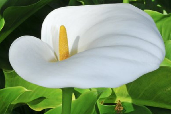 盆栽馬蹄蓮怎么養(yǎng)