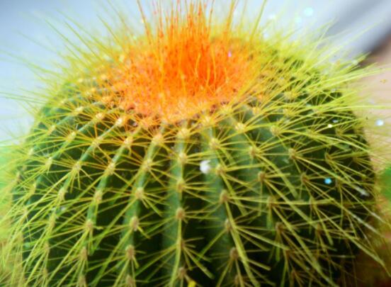 仙人球爛了怎么辦，及時修剪爛根、消毒/保持通風(fēng)透氣