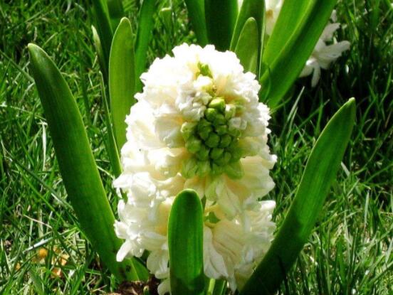 好看的風(fēng)信子圖片欣賞，姿色優(yōu)美，色彩艷麗