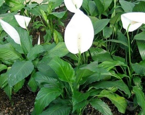 一帆風(fēng)順蔫了怎么補(bǔ)救，四種原因以及補(bǔ)救辦法