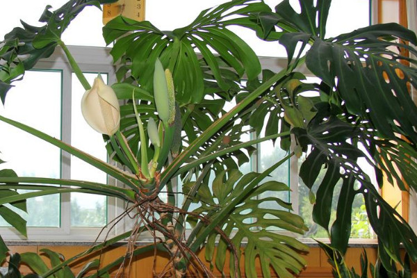 龜背竹喜陰還是喜陽(yáng)