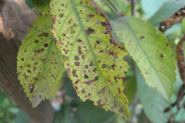 桃花的病害防治，4種常見病害講解