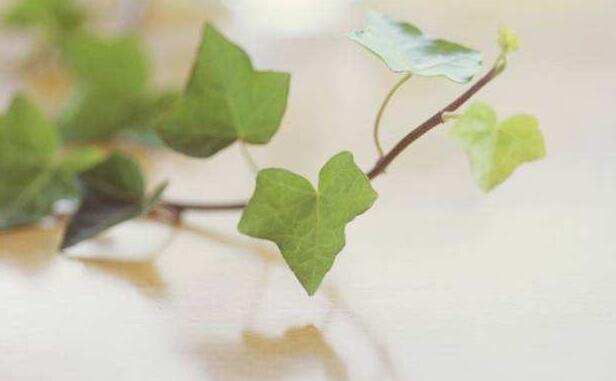 常春藤葉子發(fā)蔫咋補救，適合的光照和溫度很重要