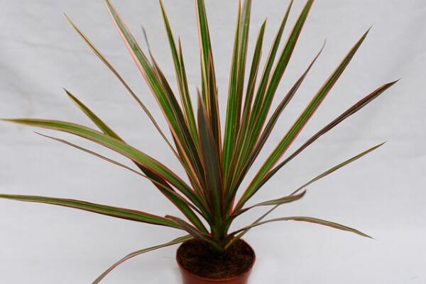 三彩千年木怎么養(yǎng)