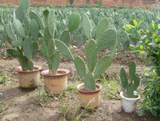 仙人掌的繁殖方法，扦插繁殖簡(jiǎn)單/存活率高(合適推薦)