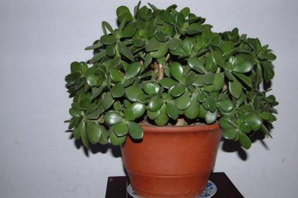 玉樹換盆注意事項(xiàng)，注意換盆時(shí)間以及根部的修剪