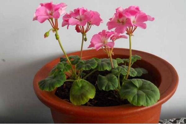 天竺葵打頂摘心圖解，摘心時(shí)間在每年的春秋季