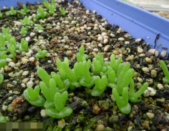 碧光環(huán)多肉怎么養(yǎng)，注意土壤透氣性、控水控溫度