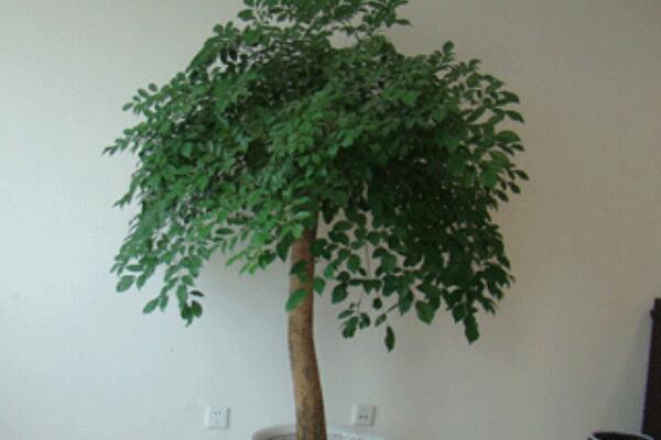 幸福樹長(zhǎng)蟲子怎么辦