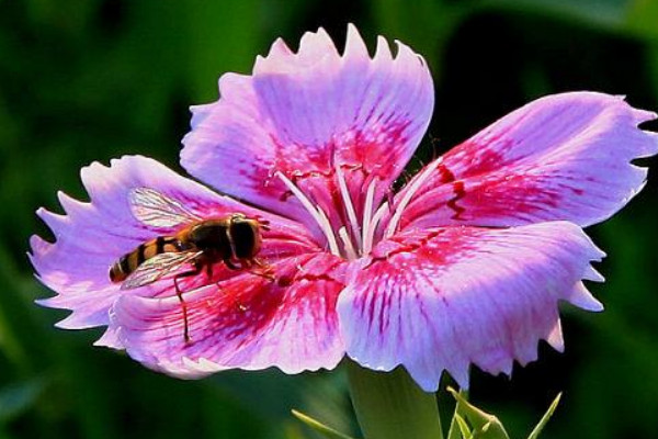 康乃馨花期是什么時(shí)候