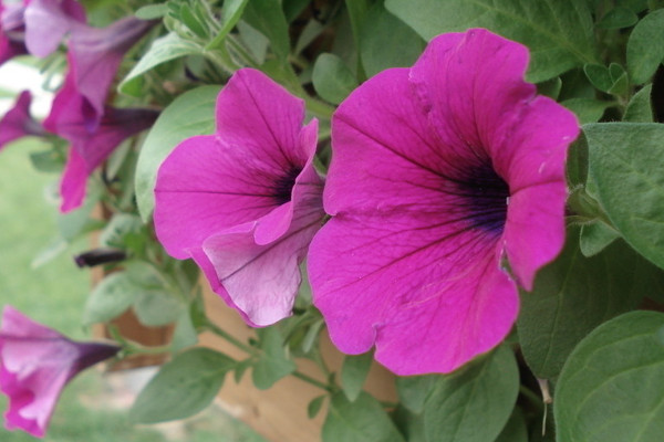 牽?；ńY(jié)果后葉子黃了枯萎了