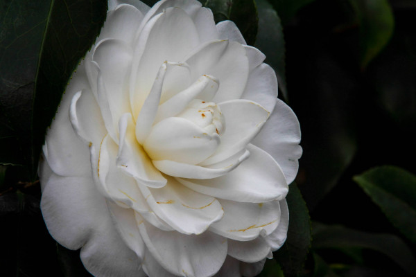 茶花秋冬季節(jié)如何養(yǎng)護(hù)