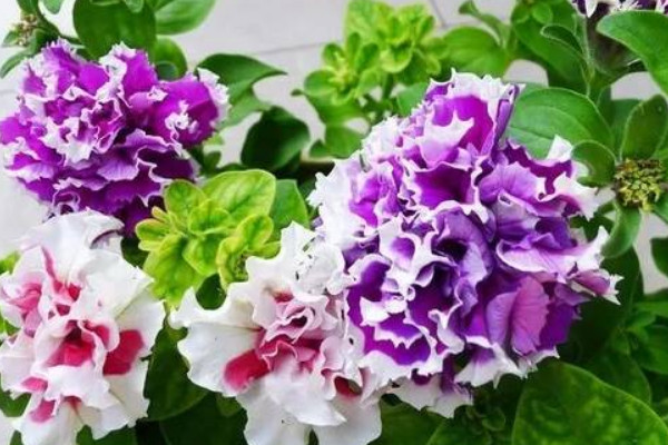 重瓣牽?；ㄊ裁磿r候扦插好