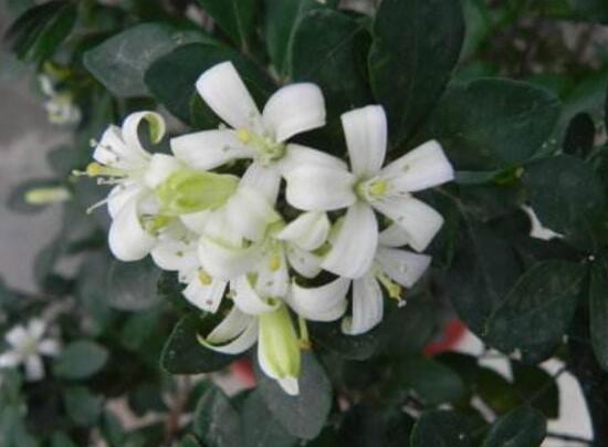 九里香花語是什么，九里香花的寓意象征愛情