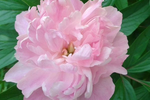 芍藥花盆栽后多久能曬太陽(yáng)