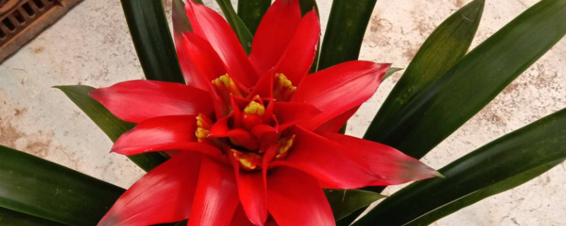 鴻運當(dāng)頭花怎么培育