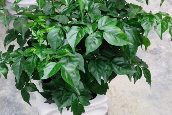 室內(nèi)幸福樹掉葉怎么辦