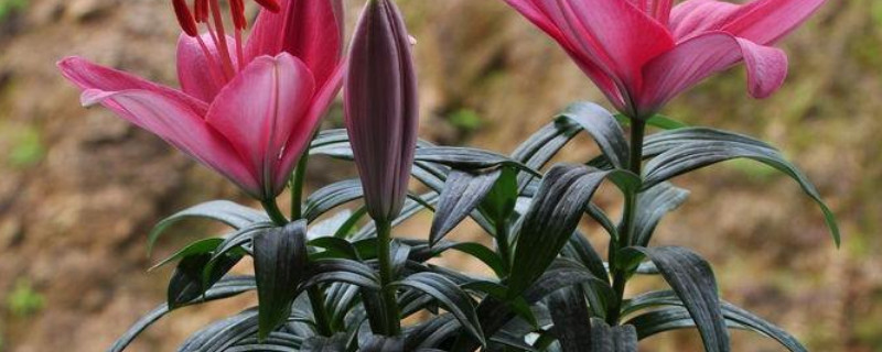 盆栽百合什么時(shí)候打頂