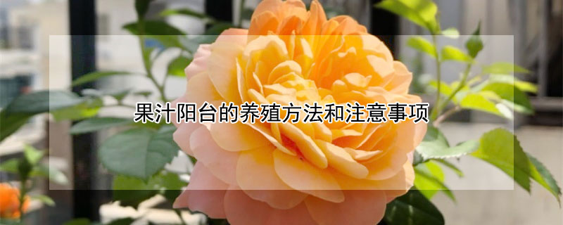 果汁陽臺的養(yǎng)殖方法和注意事項(xiàng)