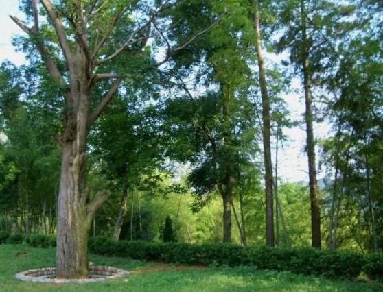 紅豆杉的品種，盤點中國紅豆杉五大品種