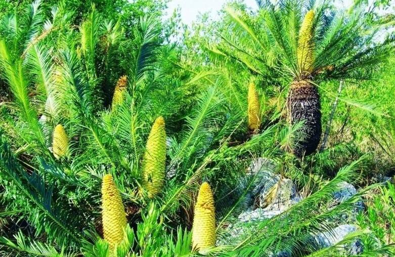 蘇鐵開(kāi)花有什么征兆，開(kāi)花之后是不會(huì)死的