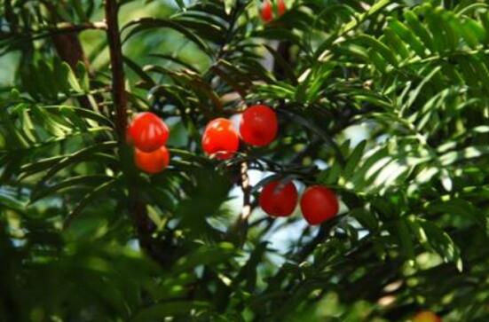 紅豆杉用什么土栽培好，疏松透氣、保水保肥