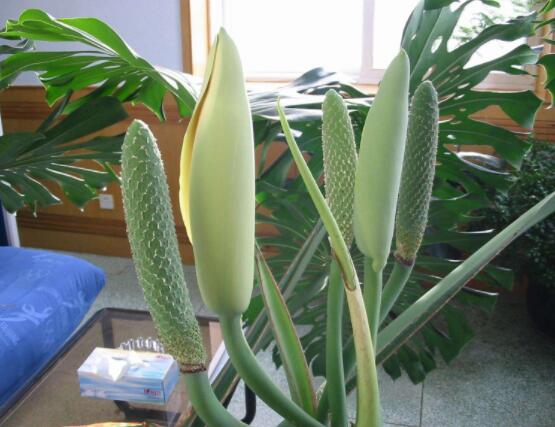 家里養(yǎng)龜背竹好嗎，吸收甲醛、凈化空氣、招財(cái)增壽