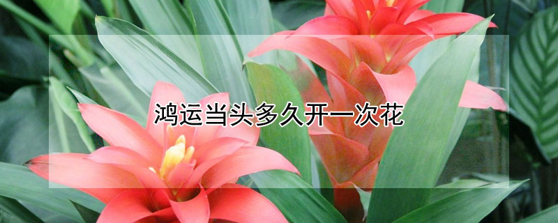 鴻運(yùn)當(dāng)頭多久開一次花
