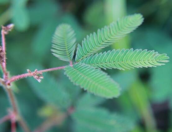 常碰含羞草有毒嗎，導(dǎo)致頭發(fā)眉毛發(fā)黃脫落(最好避免)