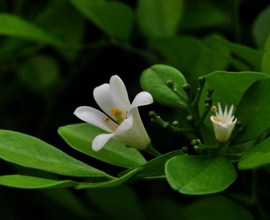 盆栽九里香的養(yǎng)殖方法，老農(nóng)教你七個最實用基本方法