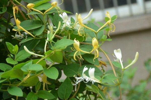 四季金銀花種植技術(shù)，早春時(shí)期種植成活率最高