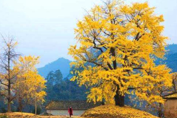 銀杏樹(shù)的寄語(yǔ)