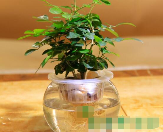 九里香的養(yǎng)殖方法水培，教你四個(gè)步驟水培爆盆