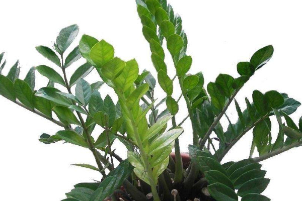 金錢樹好養(yǎng)嗎