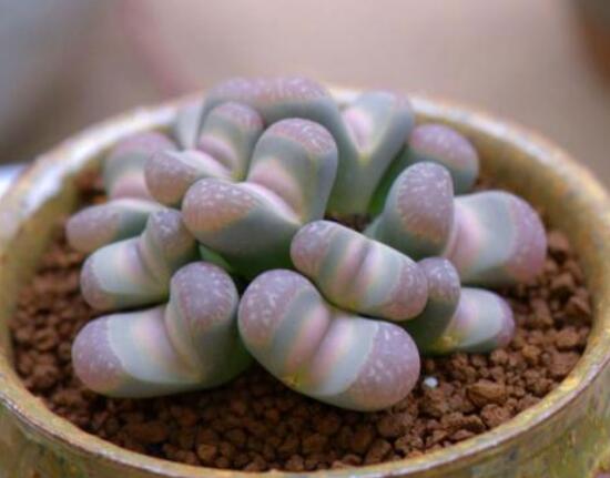 生石花用什么盆好，陶盆、泥瓦盆、紫砂盆任選其一(深盆)