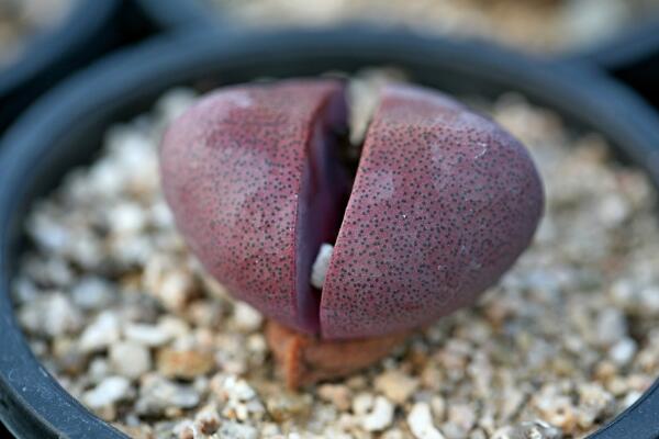 生石花夏天皺皺的怎么辦，可能是光照過強(qiáng)導(dǎo)致