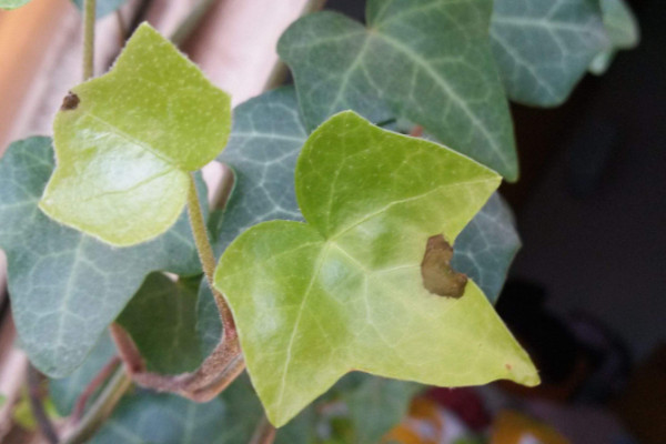 常春藤葉子干枯怎么辦，控水遮陰/除蟲換盆