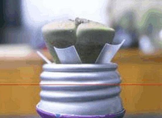 生石花怎么水培，教你四個基本步驟快速水培生根