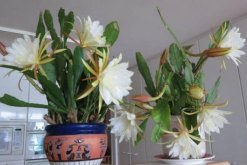 曇花多久開一次花，樹齡達(dá)到3年以后每年開一次花