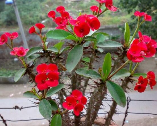 虎刺梅葉子發(fā)黃怎么辦，注意忌寒冷、忌積水、多光照